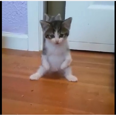 前足に障害を持って生まれた子猫は2本足で起用に立ち上がった！