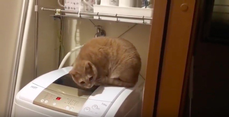 洗濯機を覗くのが大好きな猫、なぜかごまかそうとする