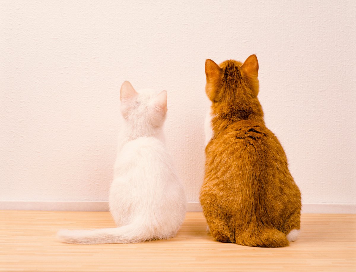 「2匹目の猫が欲しい」と思ったら……大切な心構えや準備すべきこと５つ
