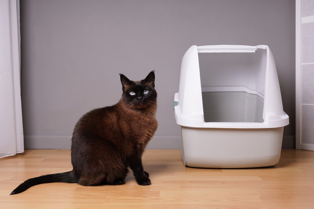 猫が嫌がる『絶対NGな猫トイレの設置場所』4選　体調不良やトラブルの原因になることも