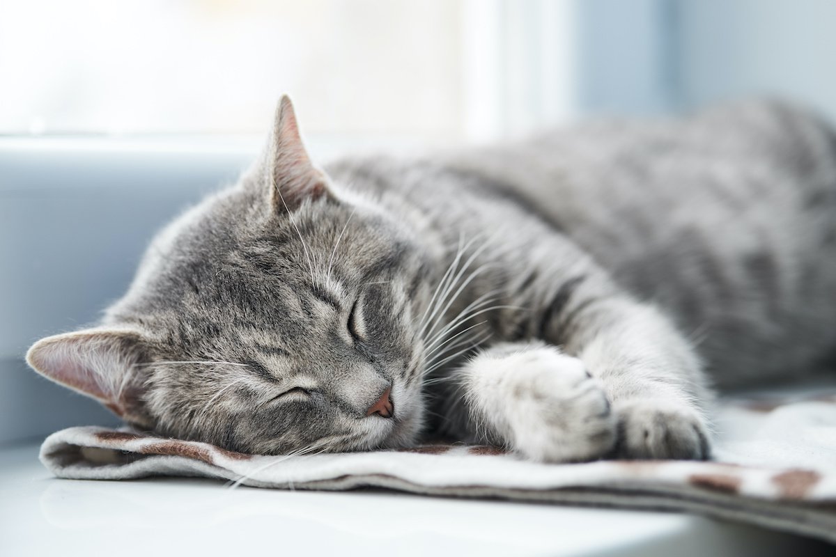 猫が『寝る場所』を変えるのは意味がある？考えられる３つのワケ