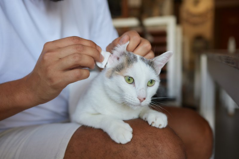 猫の耳掃除の上手なやり方！必要性やチェックすべき病気の症状は？
