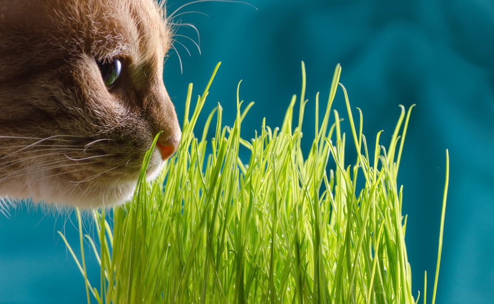 猫草を猫が食べる4つの理由とその必要性