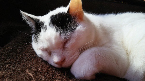 猫が『腕枕』を要求してくる心理3つ