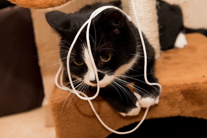 猫が輪ゴムを誤飲した時の対処法や普段から注意する事