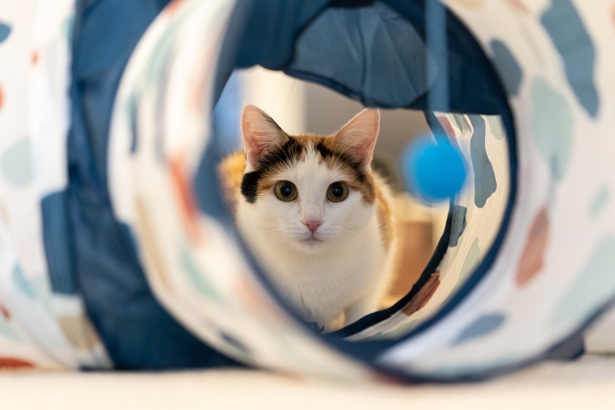 猫が『キャットトンネル』を好む理由3つ！遊び心を更にくすぐる形や素材とは？