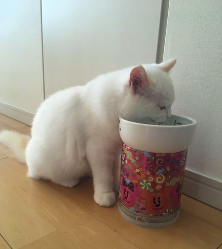 猫に水を飲んでもらうための方法４つ