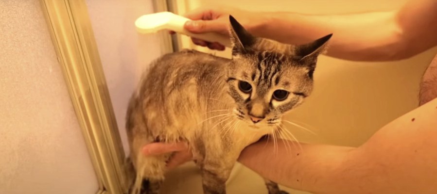 『ここはまさか…』お風呂に入る猫ちゃんはお利口にできるかな？