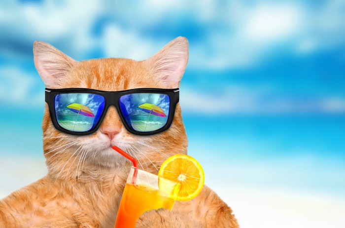 捨て猫から一転、SNSでビーチキャットとして超人気者に！