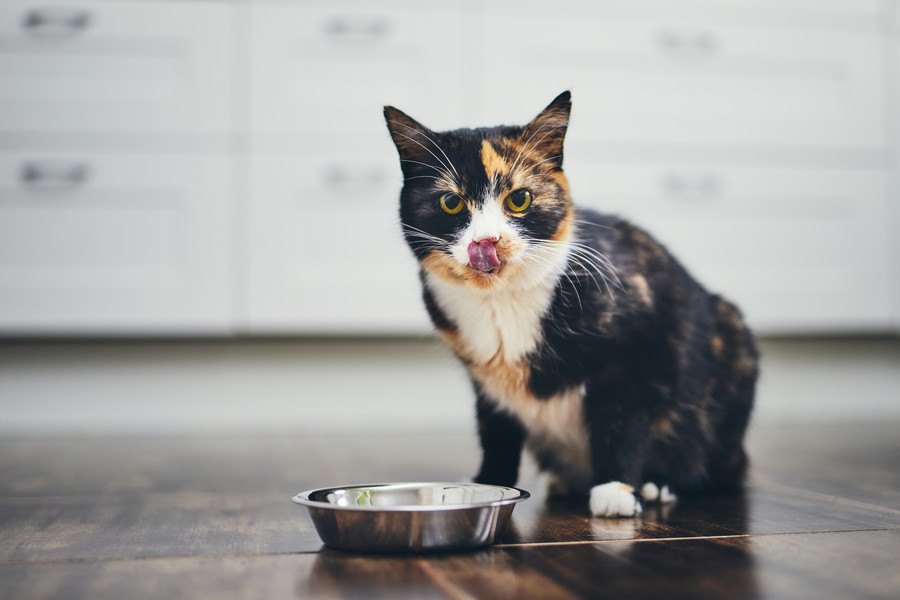 猫が『食事をしているとき』に絶対しちゃダメなこと5選
