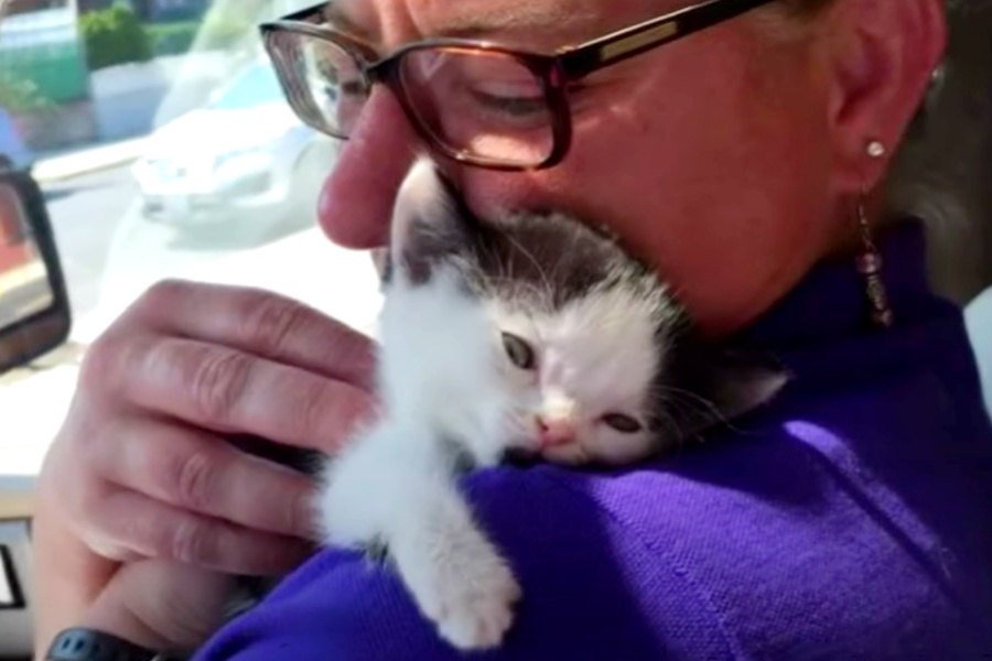 水頭症の子猫…安楽死寸前で愛ある家庭の家猫に！