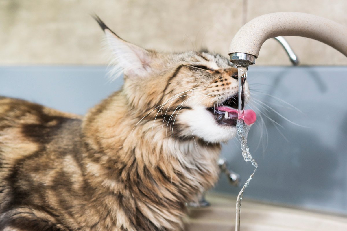 猫が『蛇口から流れてくる水』を好む3つの理由　器に入った水よりおいしいの？
