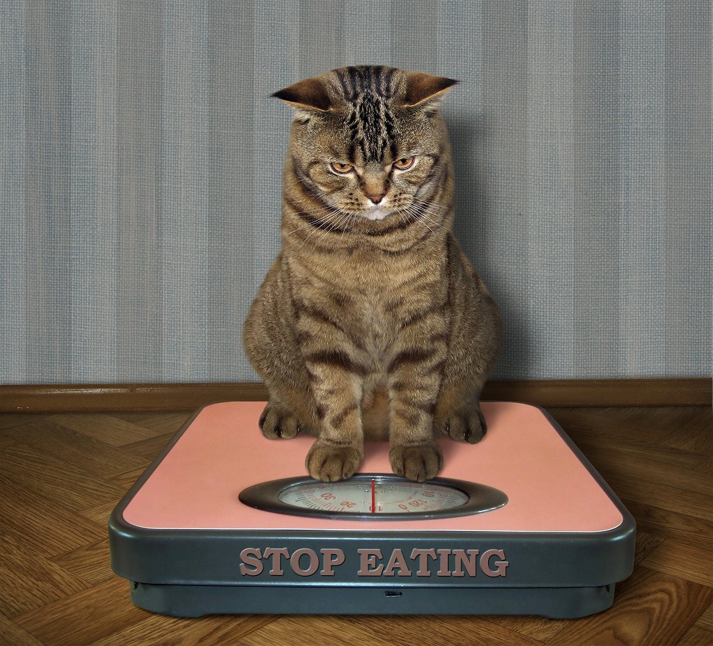 猫の「食べ過ぎ」がもたらすリスク5つ