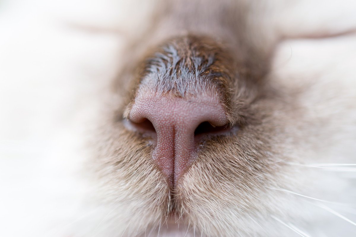 猫が『鼻をヒクヒク』する理由3選　気を付けたい病気の可能性も