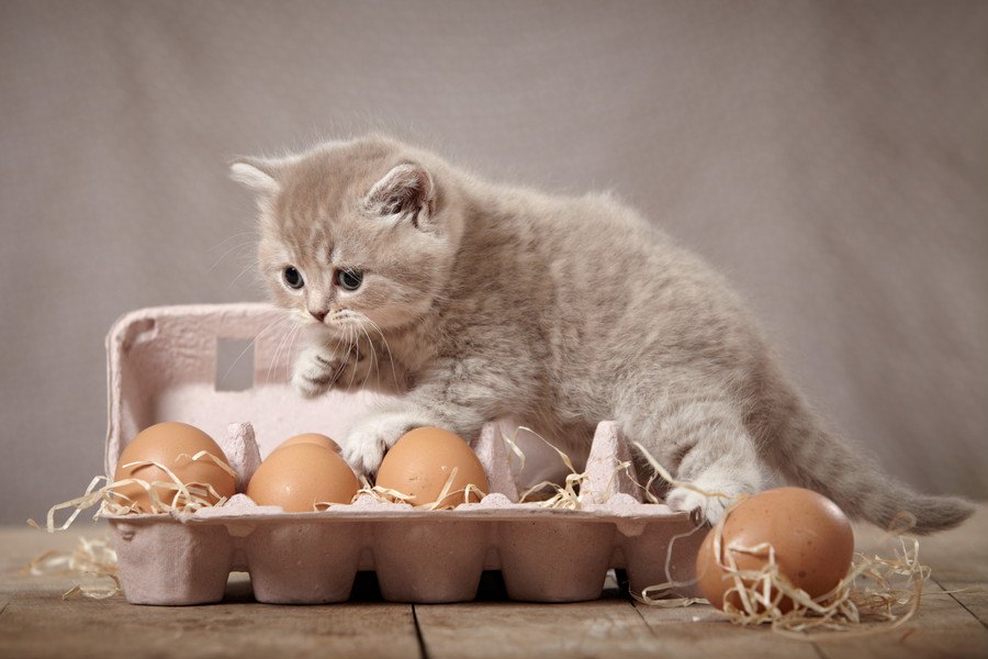 猫に『卵』を与える際の注意点４つ