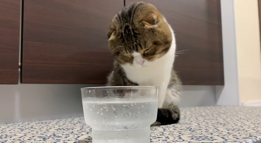 シュワシュワ炭酸水！猫さんたちはどんな反応をする？