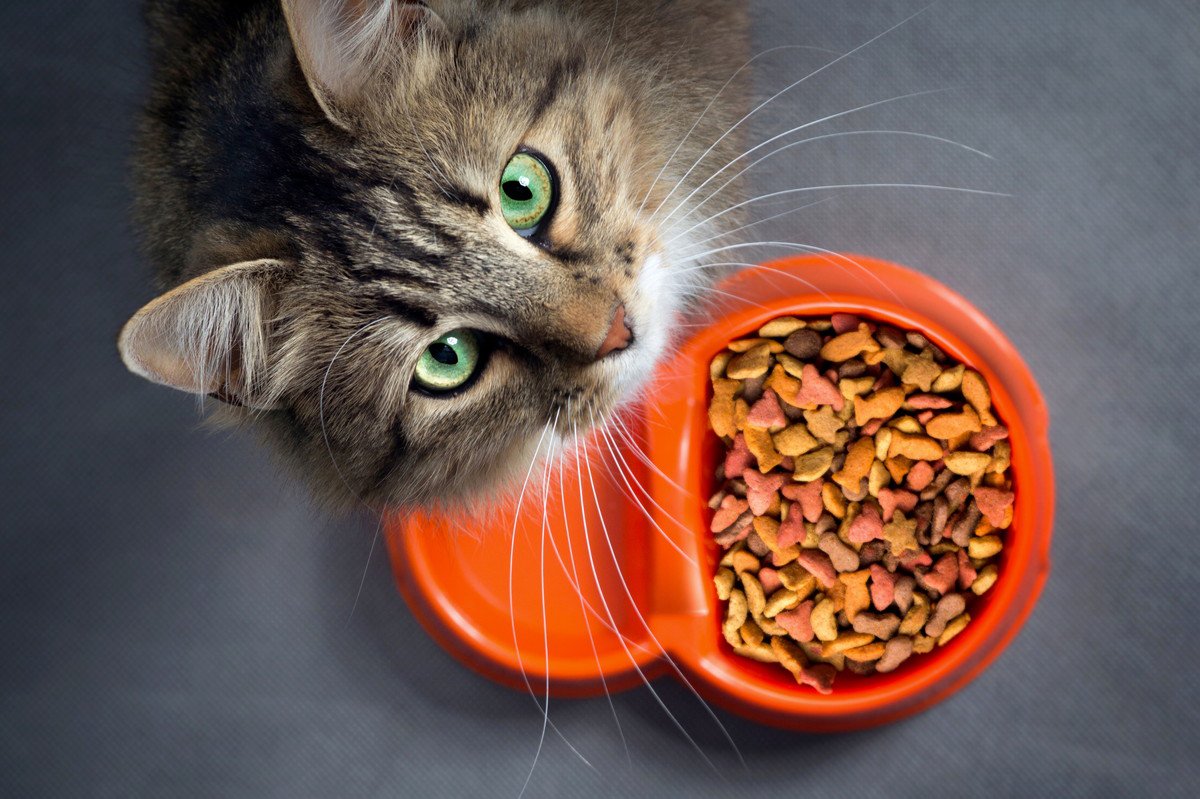 猫の寿命を縮める「ご飯のNGな与え方」4選　長生きしてもらうためには改善を！