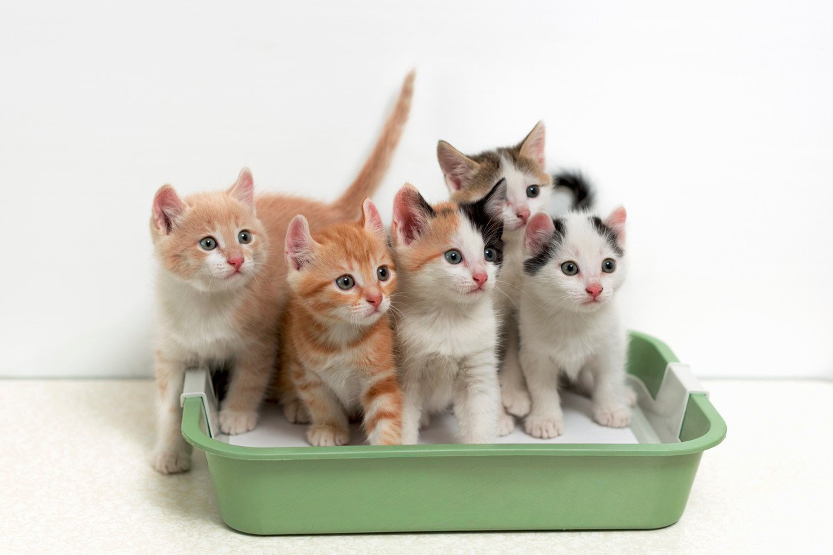 猫トイレをきれいに保つコツ　排泄をするたびにすべきお掃除や、定期的な丸洗いのタイミングなど