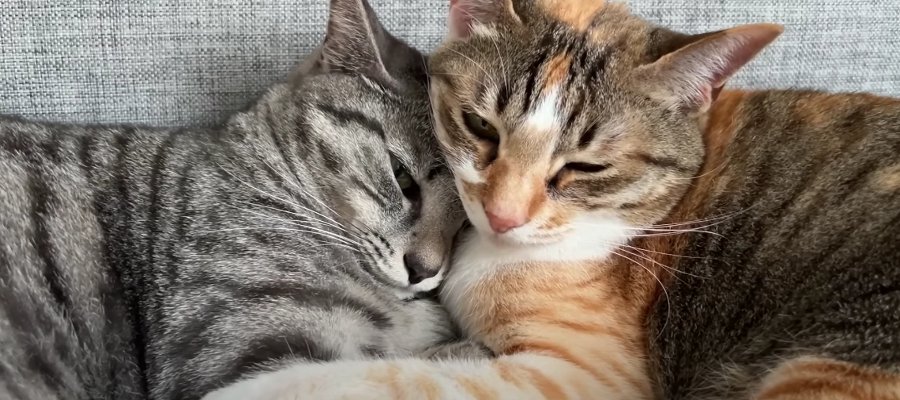 仲良しすぎる猫ちゃんたち！ぎゅっと抱き合って眠るふたりの仕草がたまらない