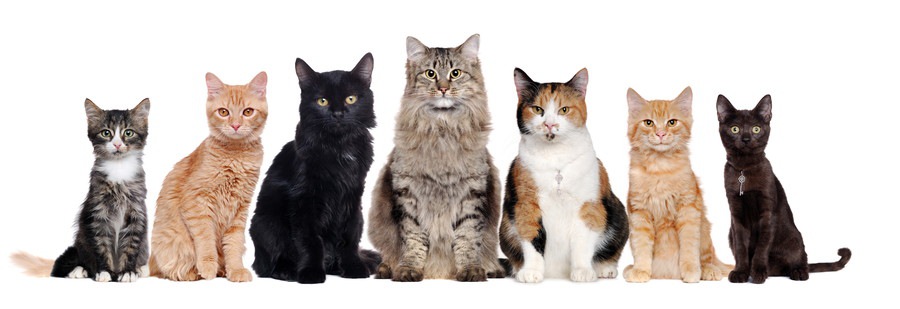 世界一美しい猫はどれだ！猫好き必見の４匹と美しい品種１０選を一挙ご紹介