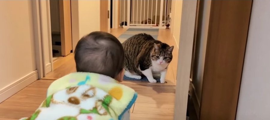 『僕が教えてあげる！』赤ちゃんに遊びを教える猫ちゃん♡