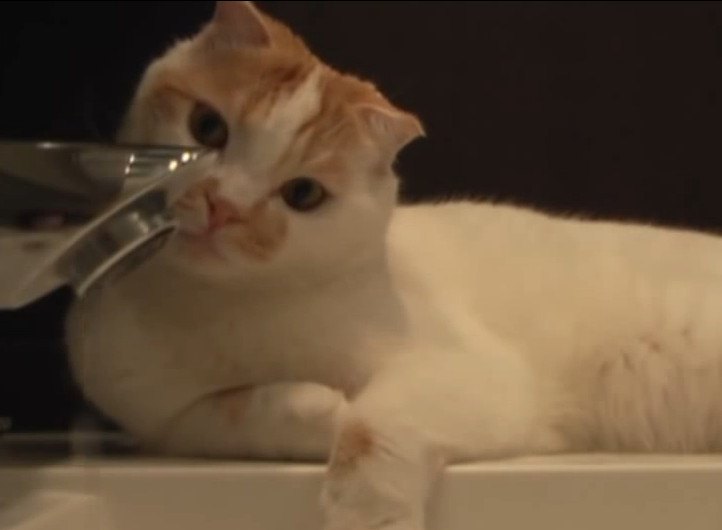 水遊びをしながら水を飲む猫さん