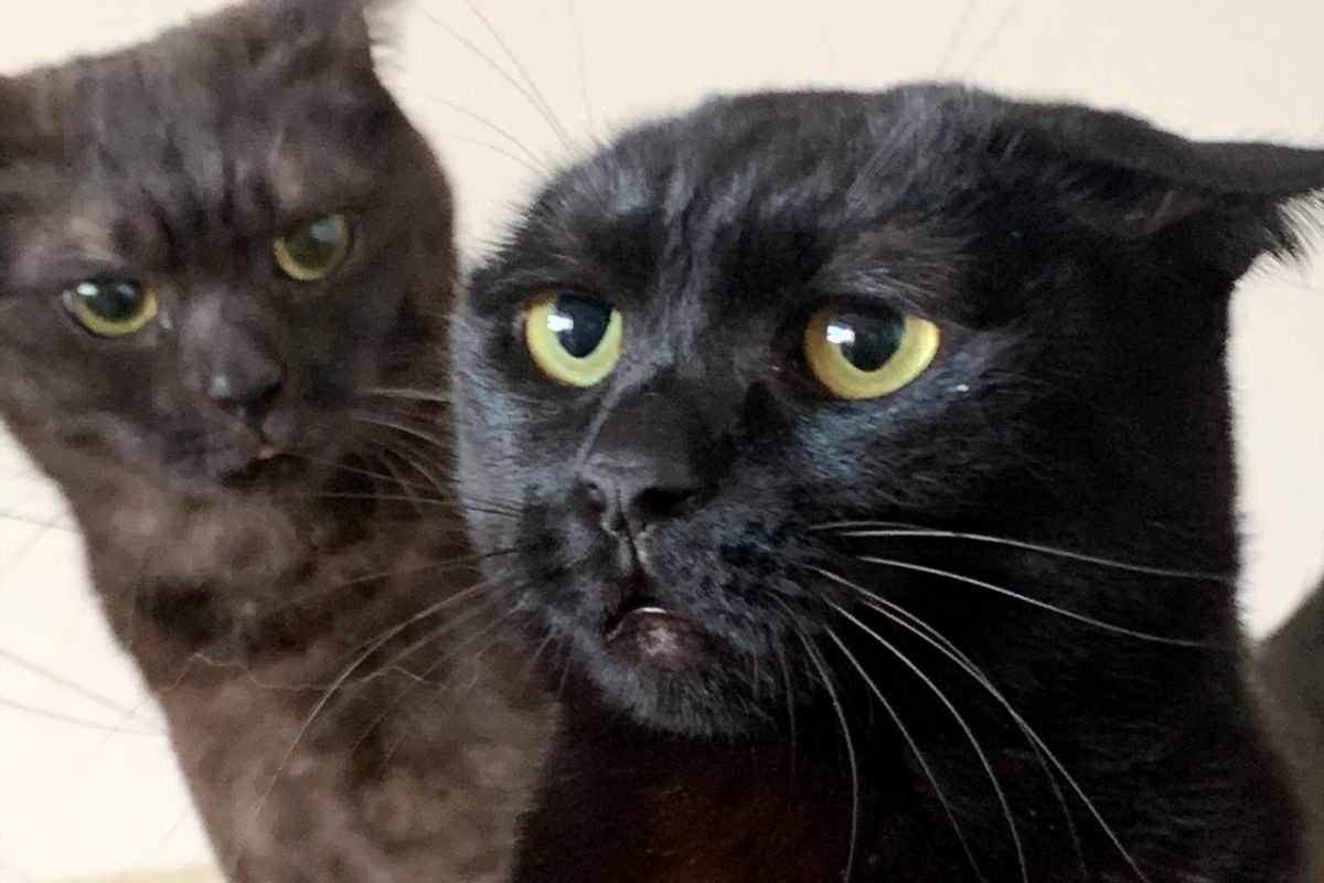 『耳は…いずこへ！？』耳が消えてしまった黒猫に気づいた同居猫のリアクションに爆笑！