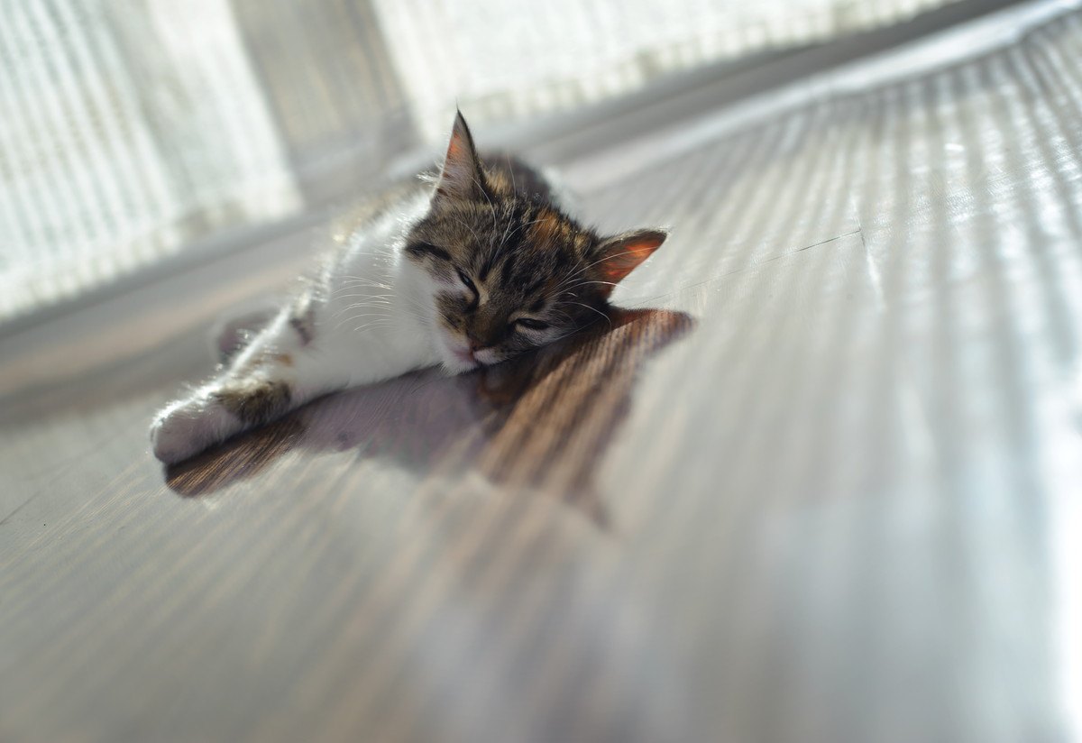 猫のいる家で『床暖房』は大丈夫？危険なトラブル3つと対策
