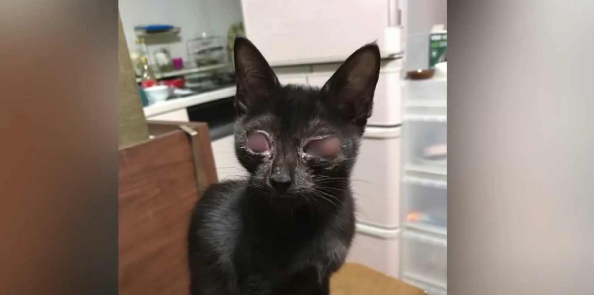 猫風邪で全盲になった子猫…苦境に負けず強く生きる姿に涙