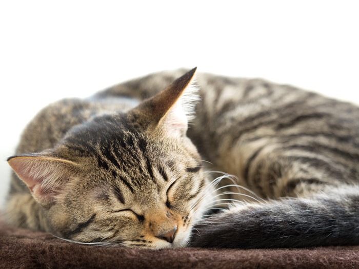 猫の嘔吐の危険性と、正しい判断をするための知識と観察力