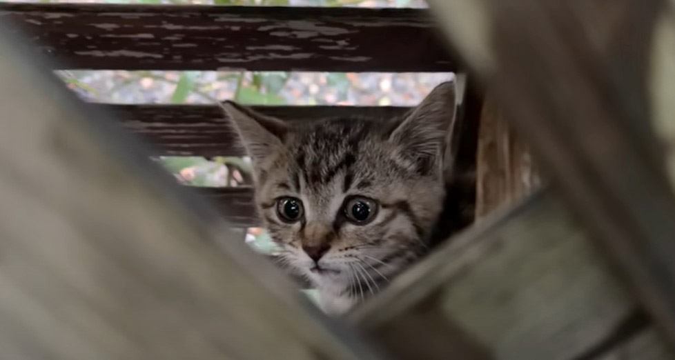 雨の日に『柵に挟まって泣いている子猫』を発見…"緊急保護"の様子に涙がでると34万再生「尊い命が救われた」「素晴らしい行動力」