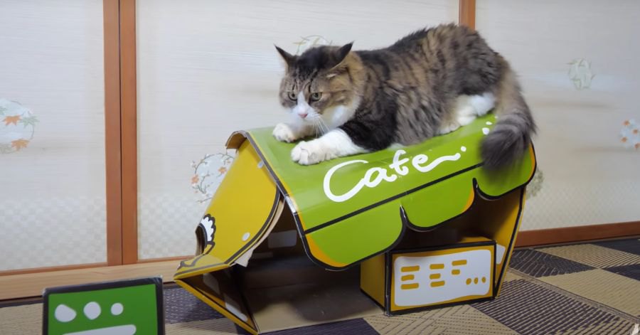 猫カフェ閉店の瞬間を撮られた猫ちゃん！？