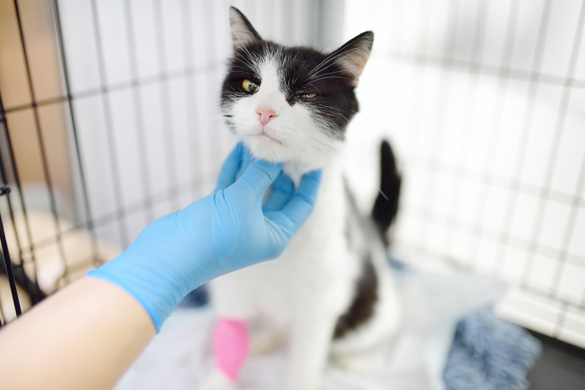 猫の『入院』が必要になる病気3選　用意すべきものやお見舞いのルールは？