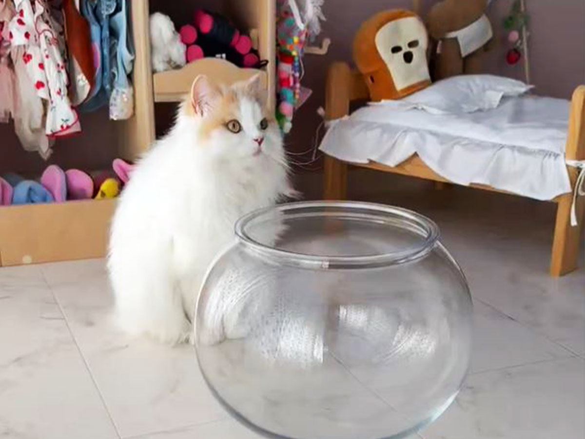 『猫が液体になる瞬間』を撮影したら…”物理法則を無視”した衝撃の姿に319万人が驚愕「液体なのにモフモフ」「本当に不思議な動物」