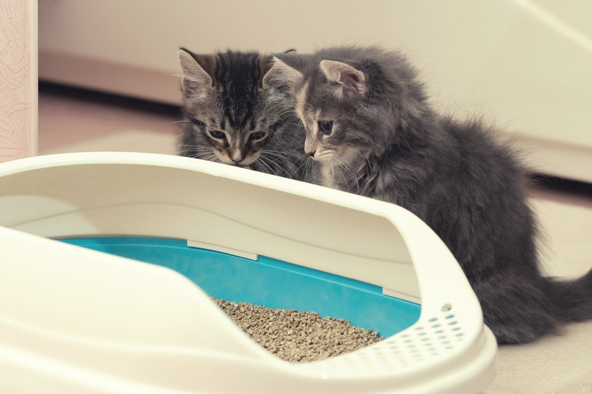 猫の『トイレトレーニング』とは？試すべき5つの方法と注意点を解説
