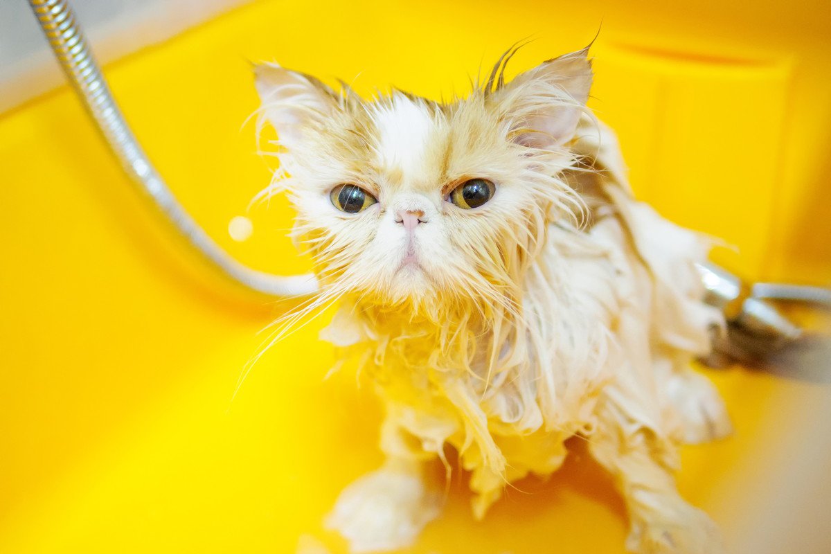 シャンプーが苦手な猫向け『洗わずに綺麗にする』秘策3つ！