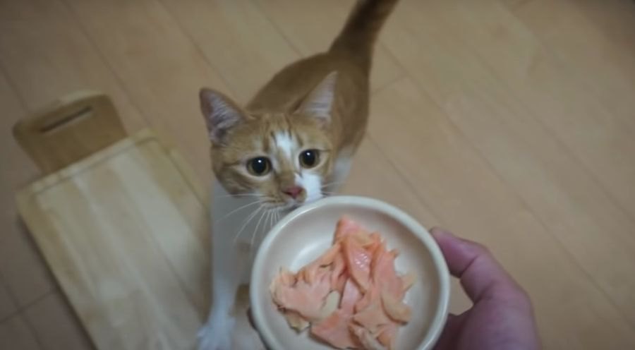 おいしいにゃ〜♡初めて鮭を食べる猫ちゃん『パート１』