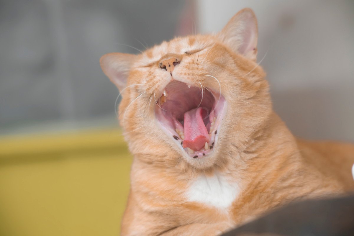 猫の口が最近臭い…『口臭』の原因3つと予防策