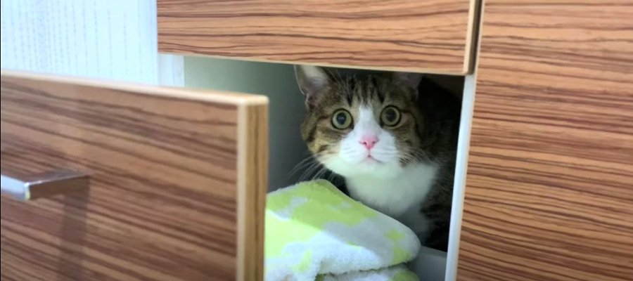 『落ち着くにゃ』猫ちゃんがくつろぐ秘密の隠れ家とは！？