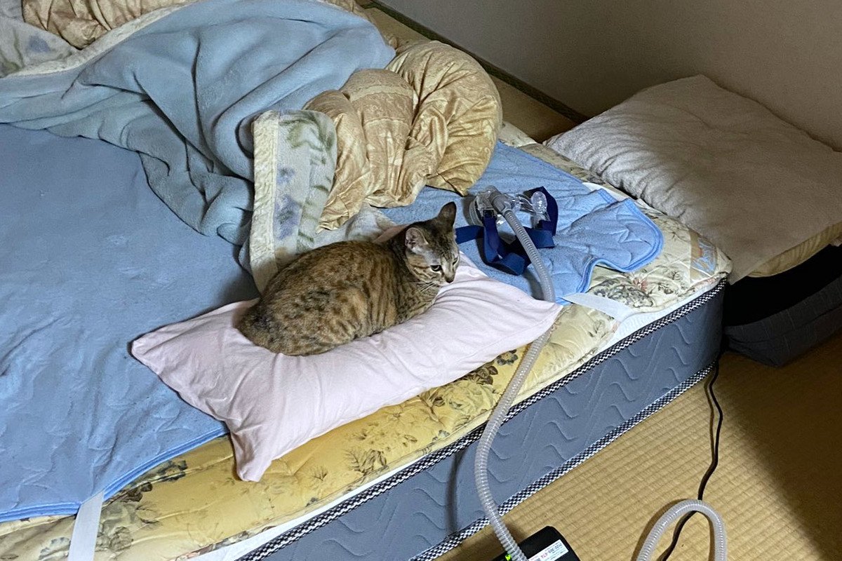 「そっちじゃないんだ…」猫と添い寝をしようとしたら…まさかの枕が占領される事態に！？