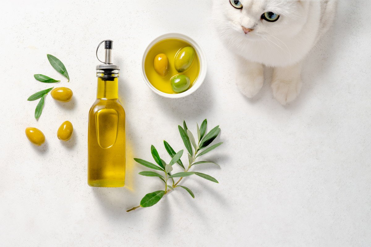 猫に『オリーブオイル』は健康に役立つ？4つのメリットと注意点
