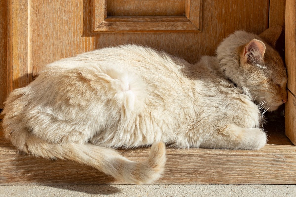 もしかして具合悪い？愛猫の体調不良を疑うべき「寝姿」4選　可能性がある病気と対処法