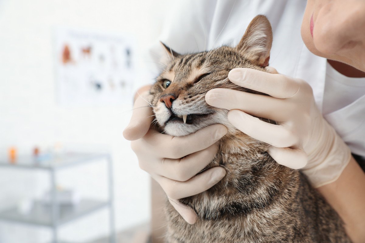 猫の口腔トラブルで『抜歯』をするメリット・デメリット　食べるのに支障はないの？