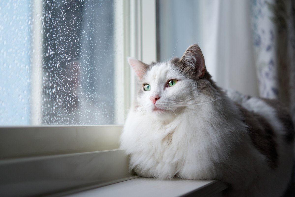 猫も『気圧・天気』の影響を受ける？3つの変化と、飼い主さんができる対策