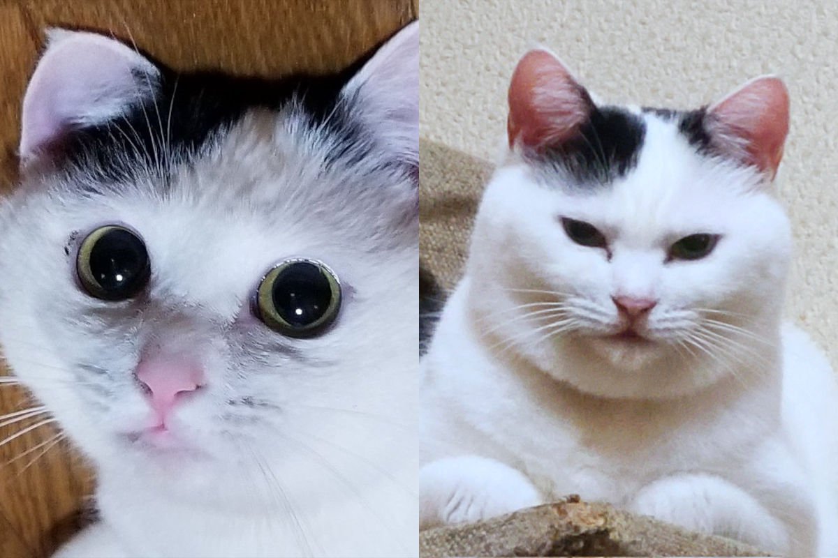 まるで別猫…！１匹の猫さんが見せる表情の変化が話題「酸いも甘いも噛み分けた」「二重猫格」