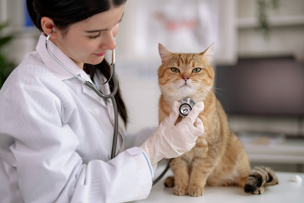 猫に『健康診断』が絶対必要な理由3つ　しない場合のリスクとは？