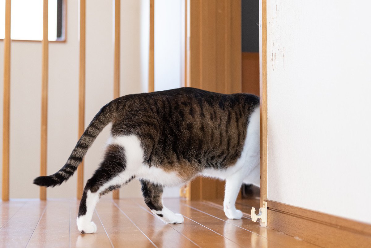 猫の『お腹がたるむ』理由3つ　歩くとたっぷんたぷんに揺れる…これ異常？