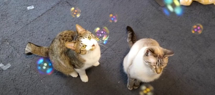 初めての『シャボン玉遊び』に挑戦する猫ちゃん！