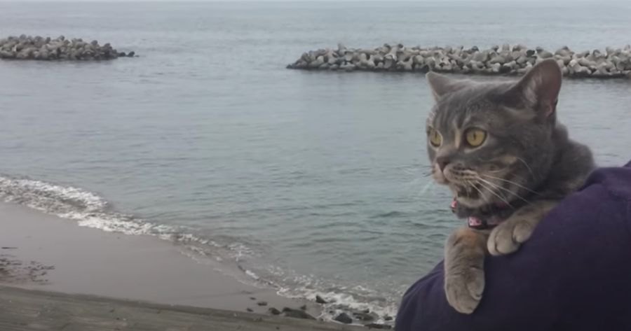 おっかなびっくり、海でお散歩する猫ちゃんが可愛い！