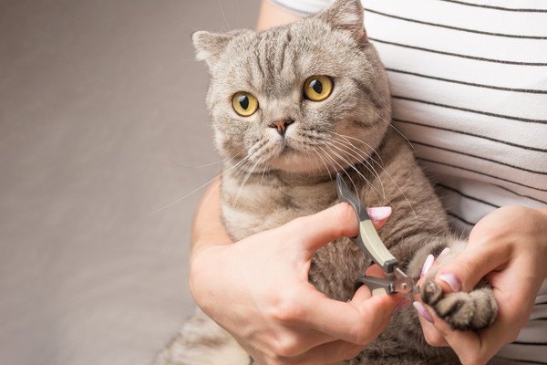 猫に爪切りは必要なの？頻度や嫌がる場合の安全な切り方